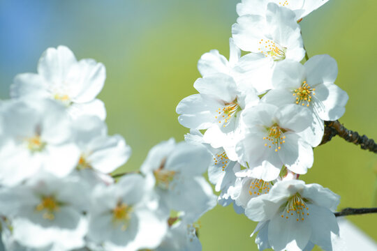 温暖明媚春天雪白樱花绽放