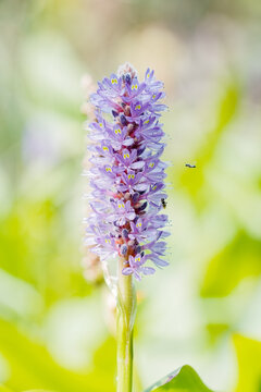 勤劳的蜜蜂