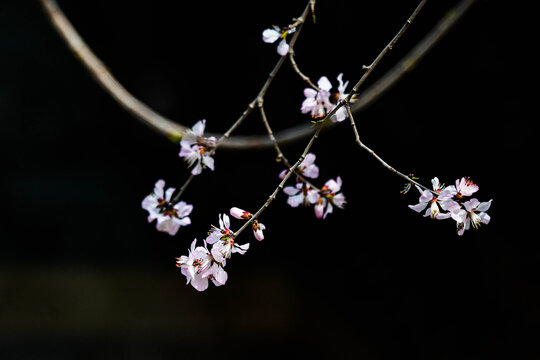 桃花枝