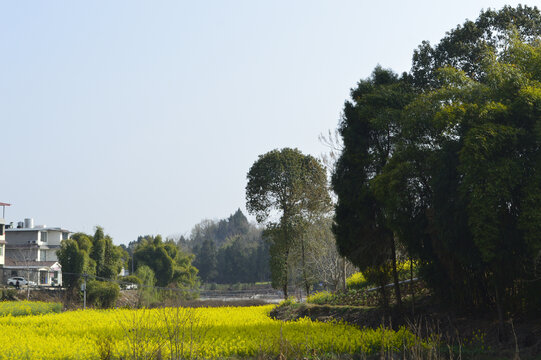 成都简阳市油菜花地