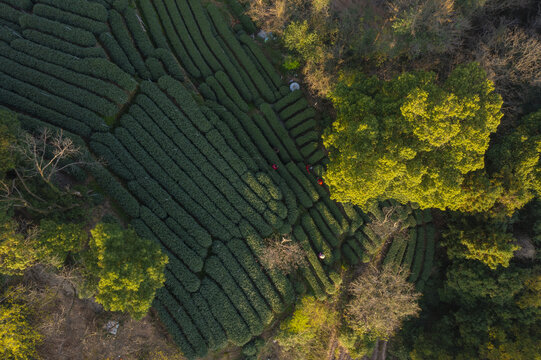 杭州西湖龙井产地翁家山航拍