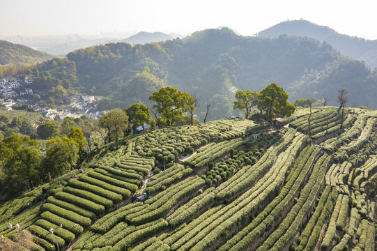 杭州西湖龙井产地翁家山