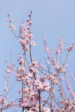 满树桃花