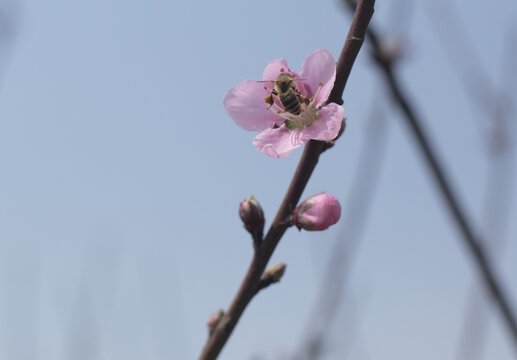 桃花蜜蜂