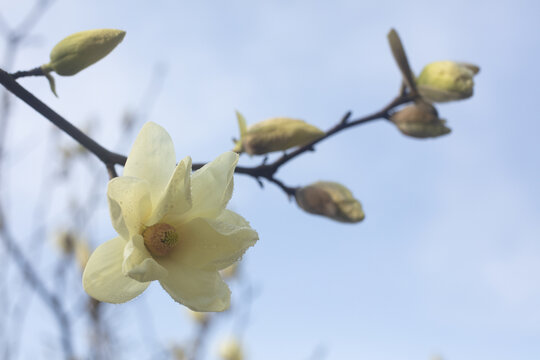 玉兰花