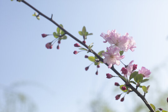 海棠花