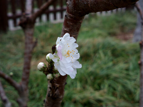 碧桃花