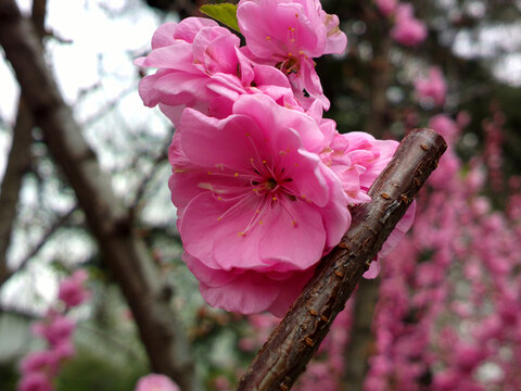 碧桃花