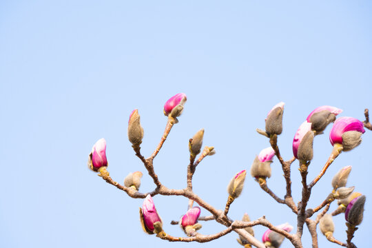 玉兰花花苞