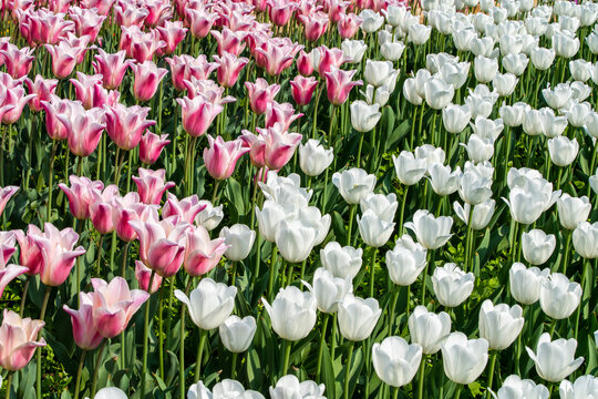 郁金香花卉背景图