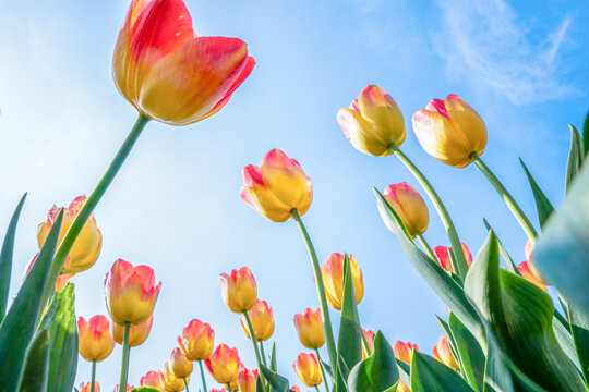 郁金香花卉背景图