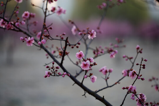 美人梅花苞