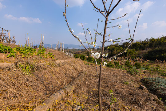 乡村旅游