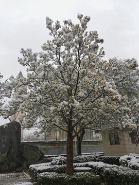 雪中玉兰树