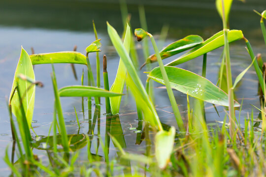 水上植物