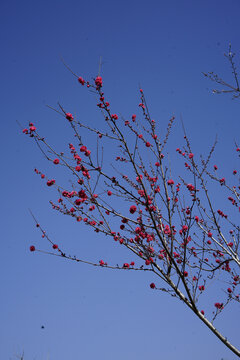 桃花树