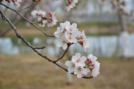 樱花