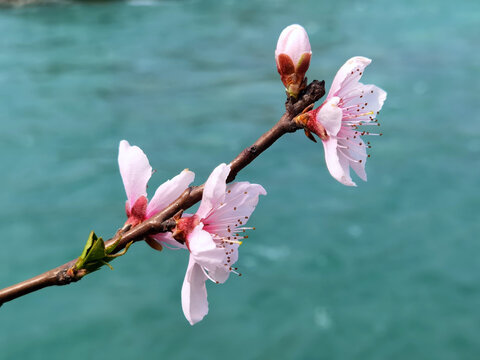 一树桃花