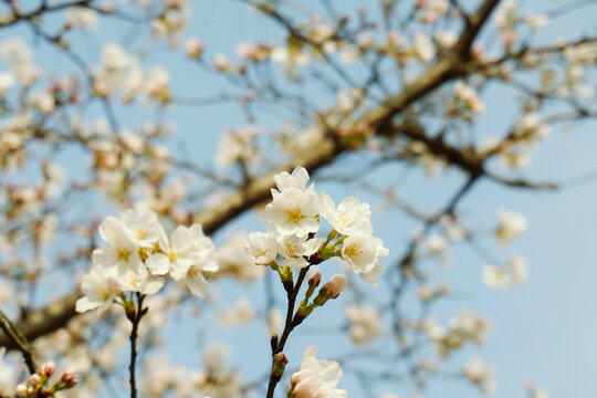 春季樱花