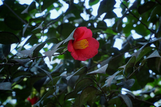 春季红花