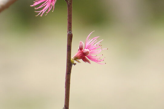 桃花