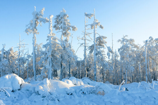 寒冬原始森林大雪雾凇