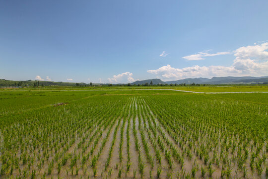 水稻田