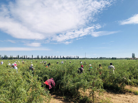 中宁枸杞种植采摘