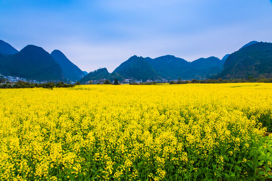 贵州纳灰村油菜田