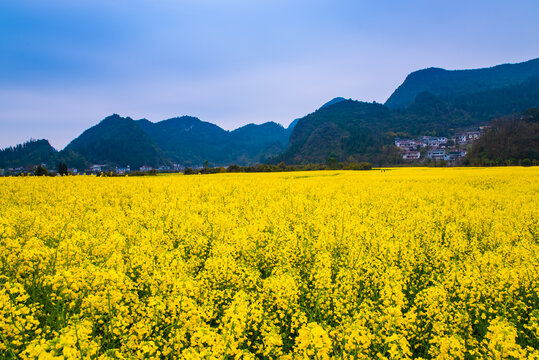 贵州纳灰村油菜田