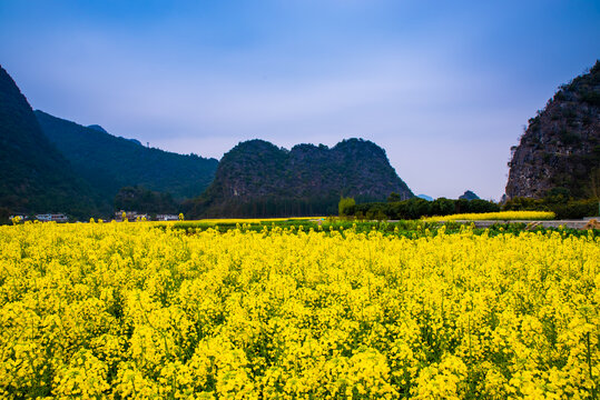 贵州纳灰村油菜田