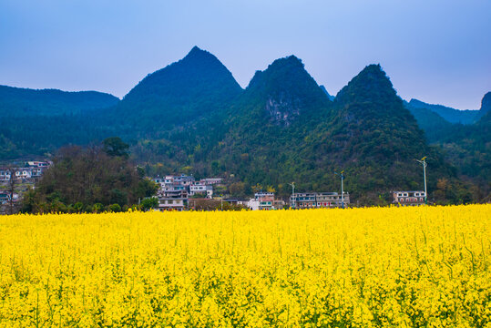 贵州油菜花田