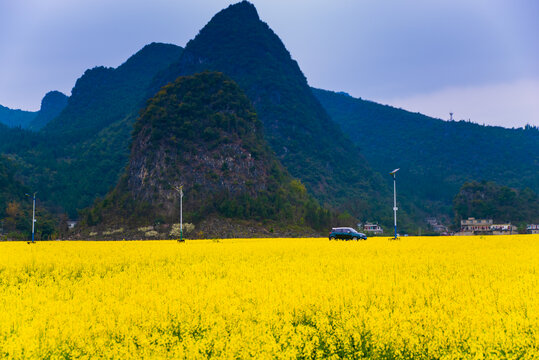 贵州油菜田