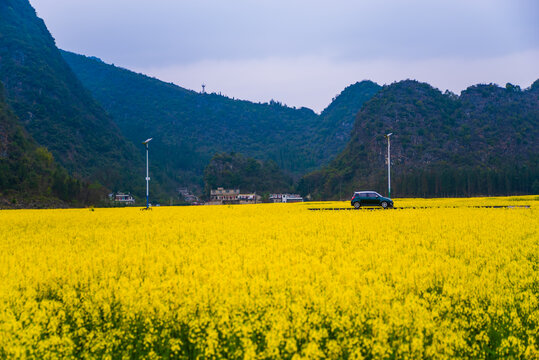 贵州油菜田