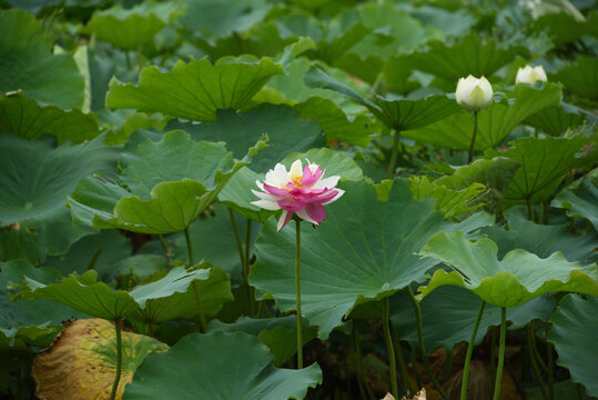 双色荷花