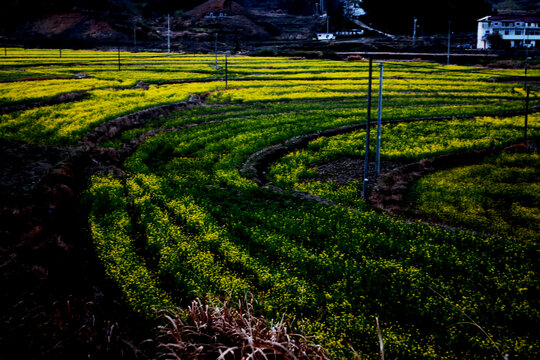 大别山油菜花