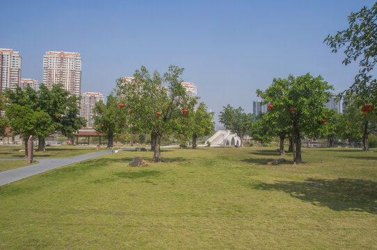 漳州湘桥湖公园草坪绿地
