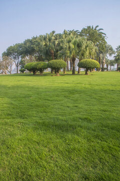 厦门市民公园草坪