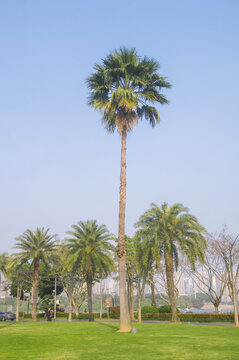 一棵树棕榈