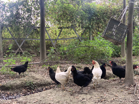 散养土鸡农家鸡