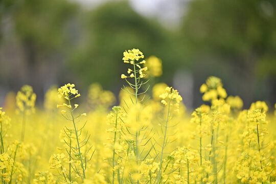 金色油菜花