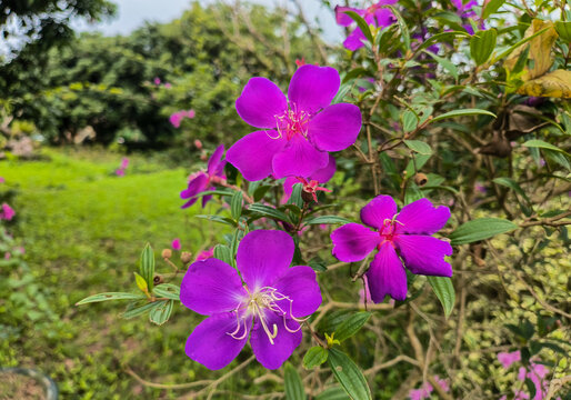 蒂牡丹花特写