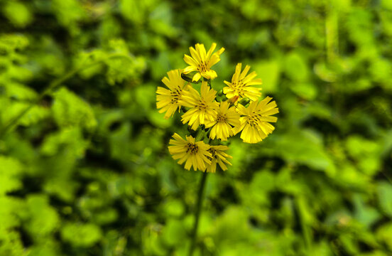 黄鹌菜花