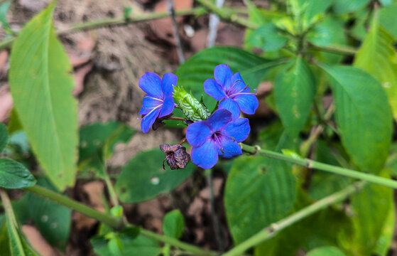 蓝花仔