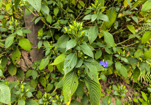 喜花草