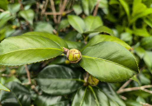 山茶花苞