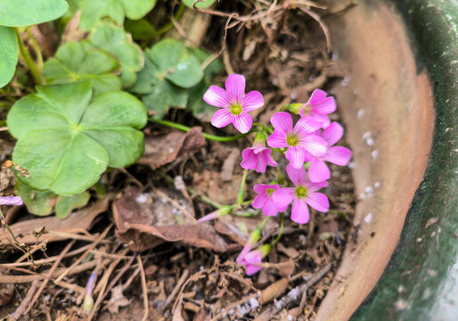 野花