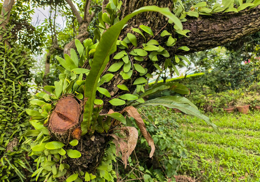 阴生植物石韦