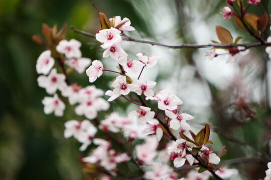 樱花