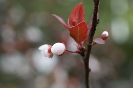 樱花花苞